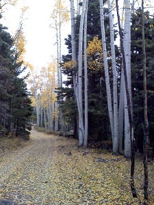 Aspen-trees-in-the-fall