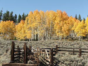 Colorado-trees-in-fall
