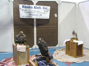 Hawk-exibit-at-Monte-Vista-Crane-Festival